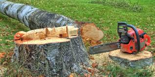 Best Firewood Processing and Delivery  in Lugoff, SC