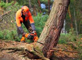 Best Tree Risk Assessment  in Lugoff, SC