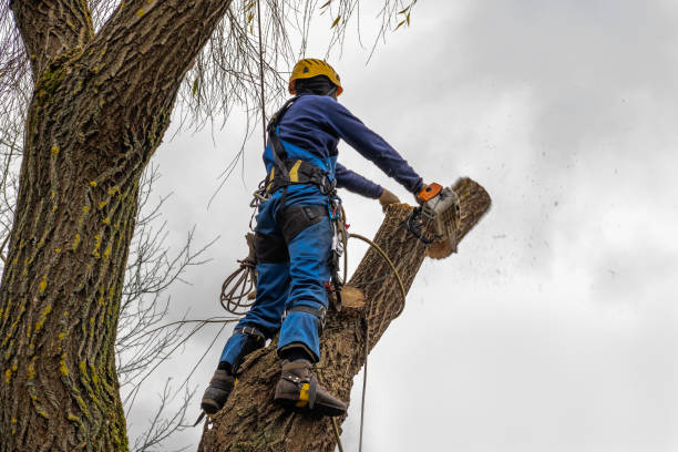 Best Tree and Shrub Care  in Lugoff, SC