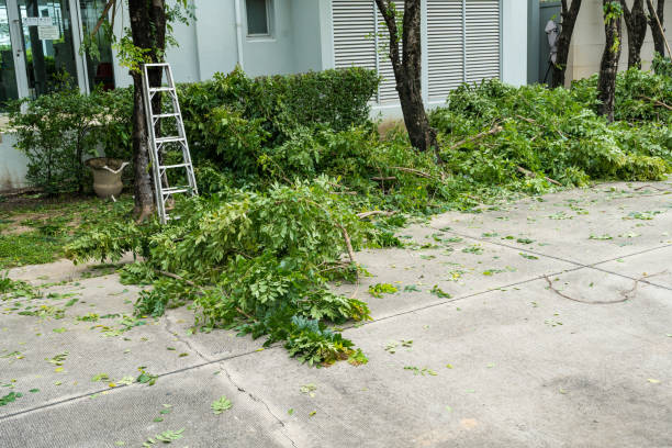 Best Seasonal Cleanup (Spring/Fall)  in Lugoff, SC