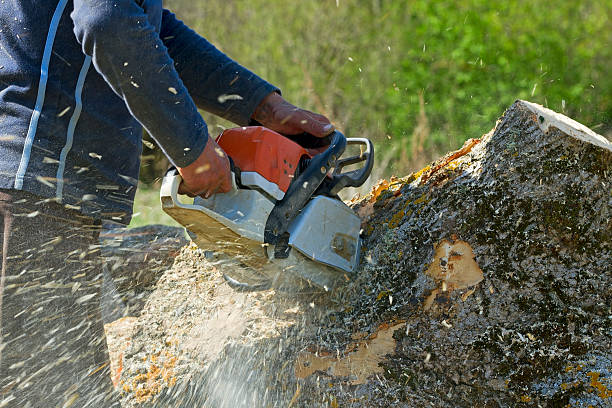 Best Tree Trimming and Pruning  in Lugoff, SC