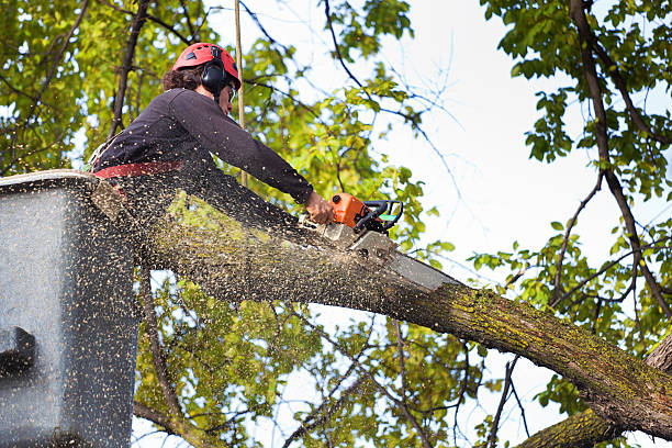 Best Leaf Removal  in Lugoff, SC